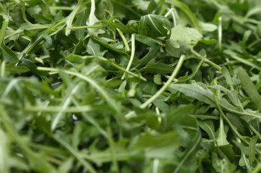 Organik yeşil ve taze roka (rucola veya rukola)