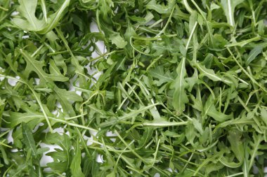Organik yeşil ve taze roka (rucola veya rukola)