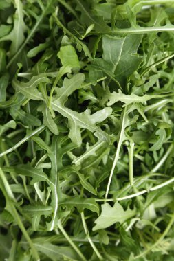 Organik yeşil ve taze roka (rucola veya rukola)