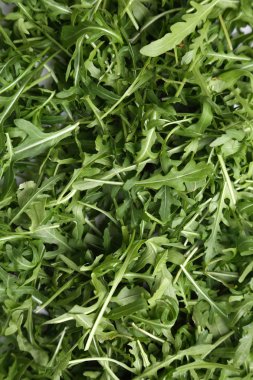 Organik yeşil ve taze roka (rucola veya rukola)