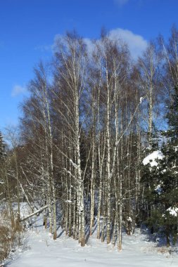 Kış manzara Rusya Moskova bölgesi