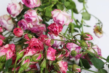 Studio resim kurutulmuş gül