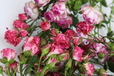 Studio resim kurutulmuş gül