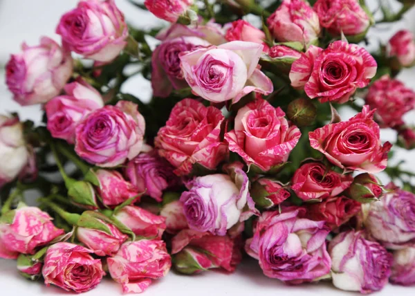Студійне Зображення Сушених Троянд — стокове фото