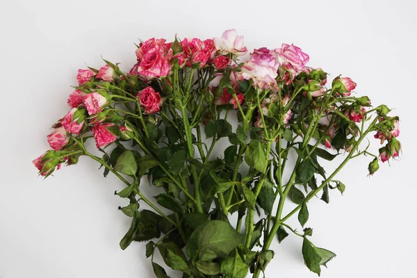 Atelierbild Von Getrockneten Rosen — Stockfoto