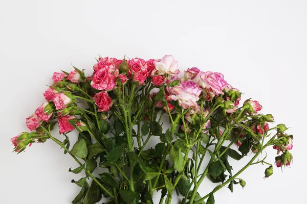 Studio Image Suszonych Róż — Zdjęcie stockowe