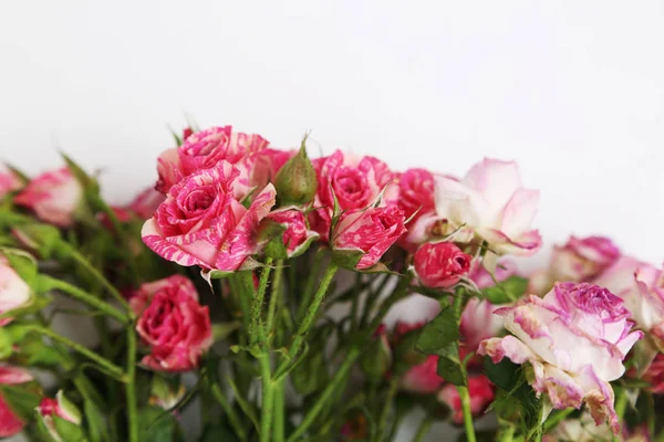 Imagem Estúdio Rosas Secas — Fotografia de Stock