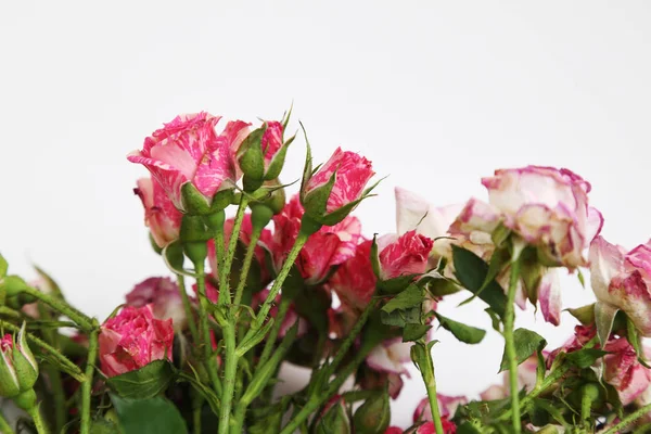 Atelierbild Von Getrockneten Rosen — Stockfoto