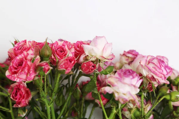 Studio Image Dried Roses — Stock Photo, Image