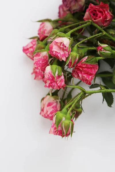 Студийный Образ Сушеных Роз — стоковое фото