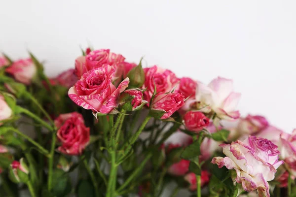 Imagem Estúdio Rosas Secas — Fotografia de Stock