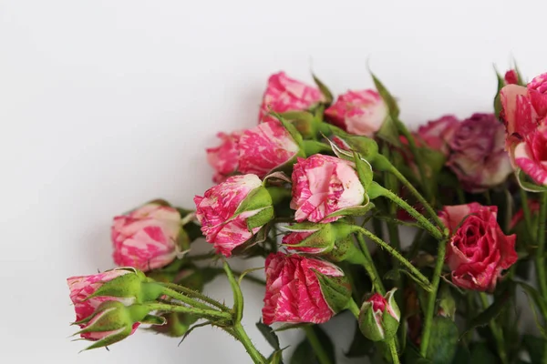 Imagem Estúdio Rosas Secas — Fotografia de Stock