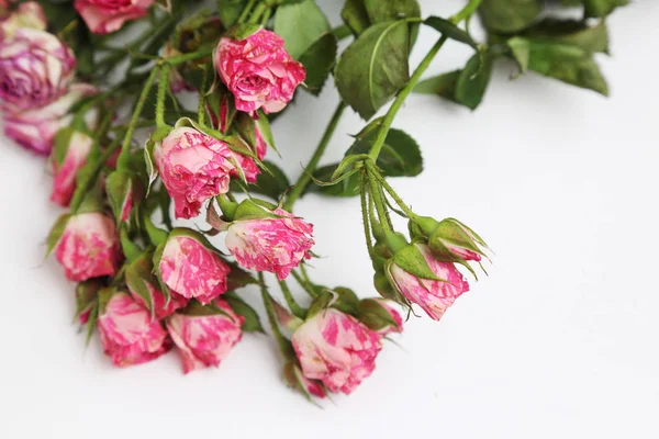 Studio Image Dried Roses — Stock Photo, Image