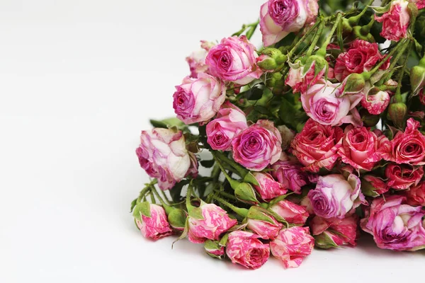 Studio Image Dried Roses — Stock Photo, Image