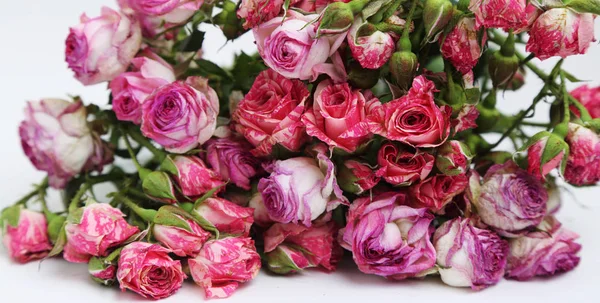 Studio Image Dried Roses — Stock Photo, Image