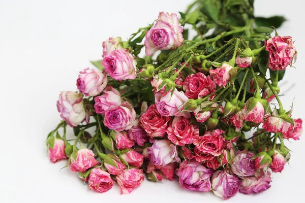 Studio Image Dried Roses — Stock Photo, Image