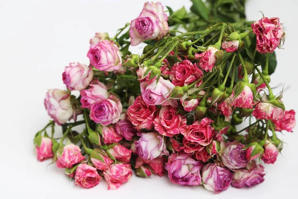 Studio Image Dried Roses — Stock Photo, Image