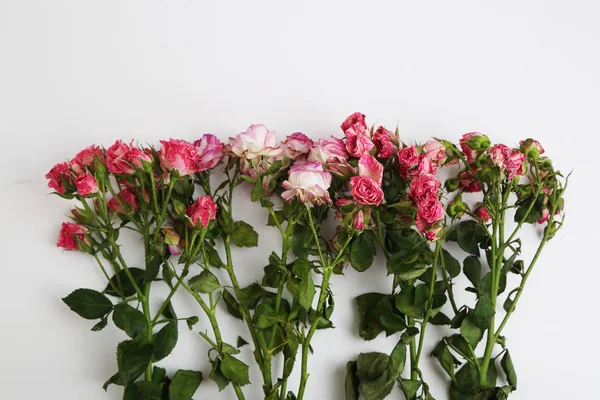 Atelierbild Von Getrockneten Rosen — Stockfoto