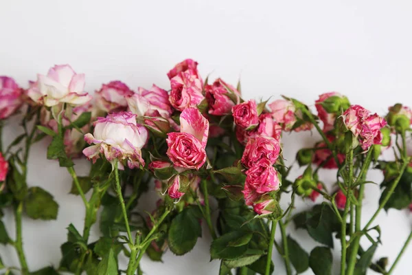 Studio Εικόνα Αποξηραμένα Τριαντάφυλλα — Φωτογραφία Αρχείου