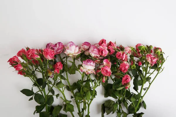 干玫瑰的工作室形象 — 图库照片