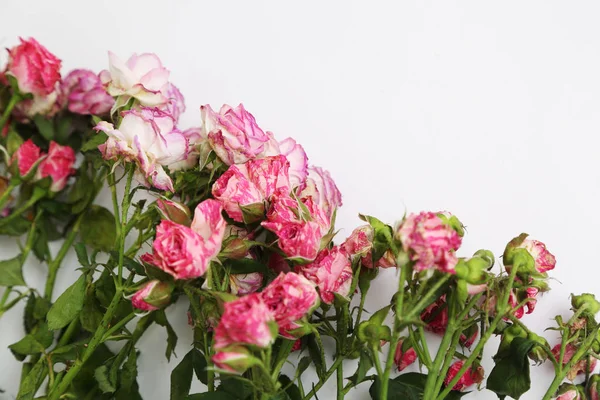 Atelierbild Von Getrockneten Rosen — Stockfoto