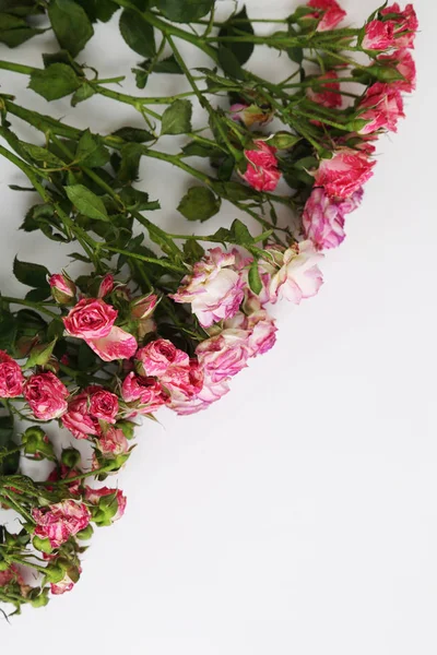 Studio Image Dried Roses — Stock Photo, Image