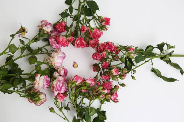 Imagem Estúdio Rosas Secas — Fotografia de Stock