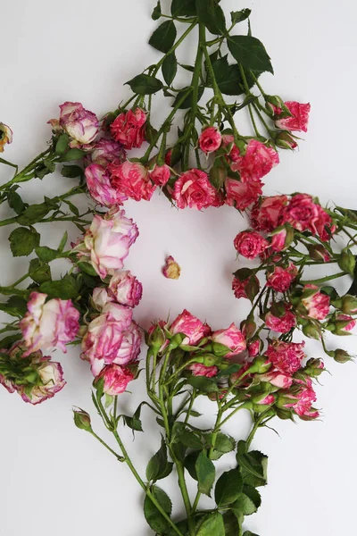 Studio Image Dried Roses — Stock Photo, Image