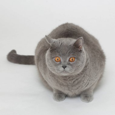 Beyaz baskground üzerinde İngiliz kedisi