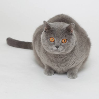 Beyaz baskground üzerinde İngiliz kedisi