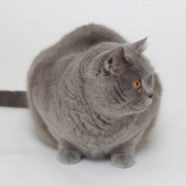 Beyaz baskground üzerinde İngiliz kedisi