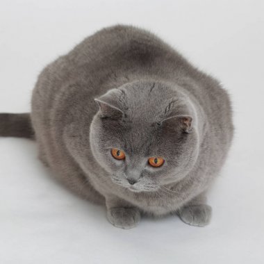 Beyaz baskground üzerinde İngiliz kedisi