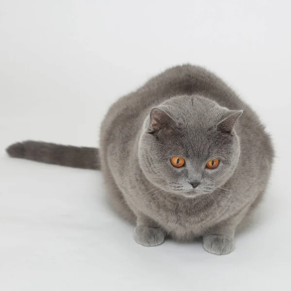 British Cat White Baskground — Stock Photo, Image