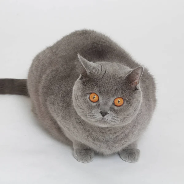 Brittisk Katt Över Vit Baskground — Stockfoto
