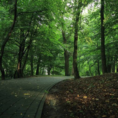 Güneş ışınları yaz yağmur Adam Mickevich Town Sanok, Polonya tarafından adlandırılan parkta sonra ağaçlar ile