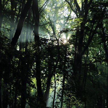 Güneş ışınları yaz yağmur Adam Mickevich Town Sanok, Polonya tarafından adlandırılan parkta sonra ağaçlar ile