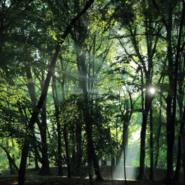 Güneş ışınları yaz yağmur Adam Mickevich Town Sanok, Polonya tarafından adlandırılan parkta sonra ağaçlar ile