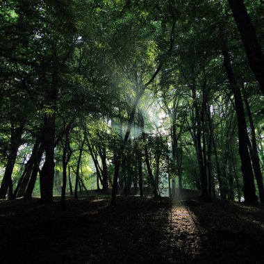Güneş ışınları yaz yağmur Adam Mickevich Town Sanok, Polonya tarafından adlandırılan parkta sonra ağaçlar ile