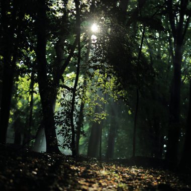 Güneş ışınları yaz yağmur Adam Mickevich Town Sanok, Polonya tarafından adlandırılan parkta sonra ağaçlar ile