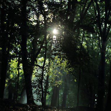 Güneş ışınları yaz yağmur Adam Mickevich Town Sanok, Polonya tarafından adlandırılan parkta sonra ağaçlar ile