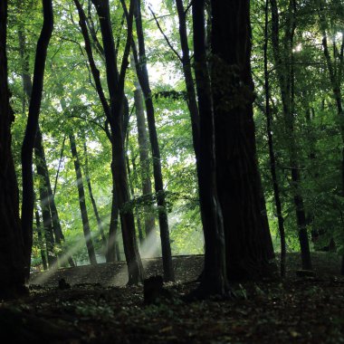 Güneş ışınları yaz yağmur Adam Mickevich Town Sanok, Polonya tarafından adlandırılan parkta sonra ağaçlar ile