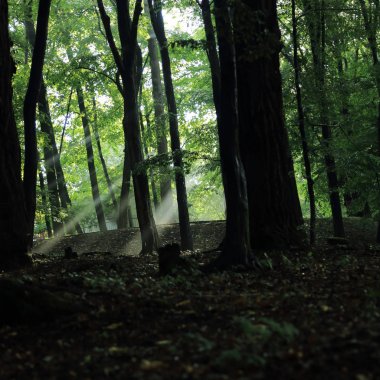 Güneş ışınları yaz yağmur Adam Mickevich Town Sanok, Polonya tarafından adlandırılan parkta sonra ağaçlar ile