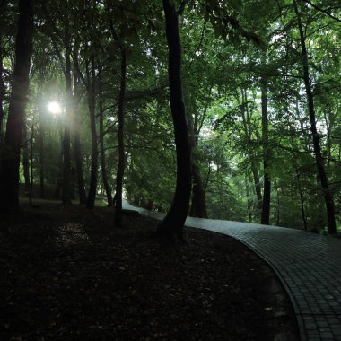 Güneş ışınları yaz yağmur Adam Mickevich Town Sanok, Polonya tarafından adlandırılan parkta sonra ağaçlar ile