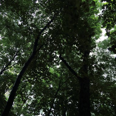 Güneş ışınları yaz yağmur Adam Mickevich Town Sanok, Polonya tarafından adlandırılan parkta sonra ağaçlar ile