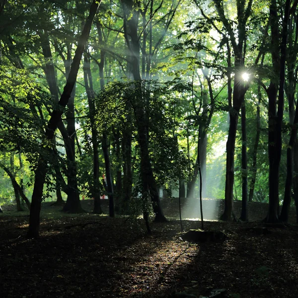 Güneş ışınları yaz yağmur Adam Mickevich Town Sanok, Polonya tarafından adlandırılan parkta sonra ağaçlar ile