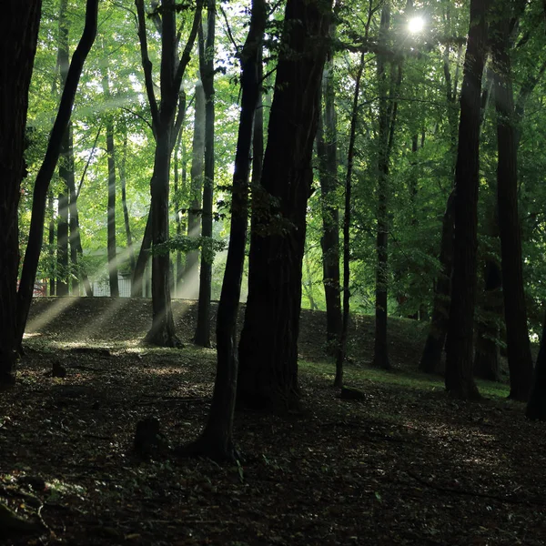 Sun rays through trees after summer rain in the park named by Adam Mickevich in town Sanok, Poland