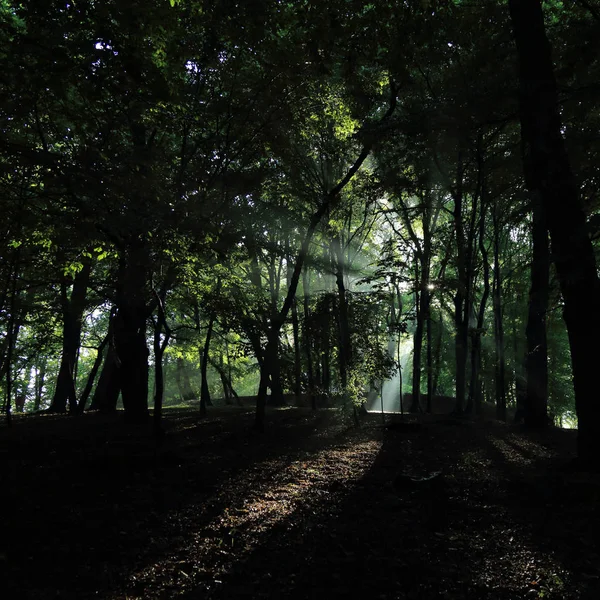 Sun Rays Trees Summer Rain Park Named Adam Mickevich Town — Stock Photo, Image