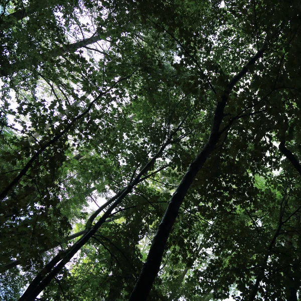 サノク ポーランドの町でアダム Mickevich によって指定された公園の夏の雨の後の木を通して太陽光線 — ストック写真