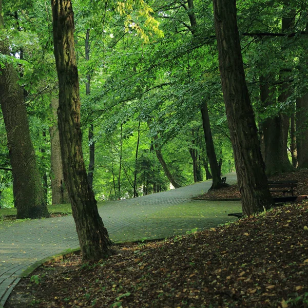 サノク ポーランドの町でアダム Mickevich によって指定された公園の夏の雨の後の木を通して太陽光線 — ストック写真