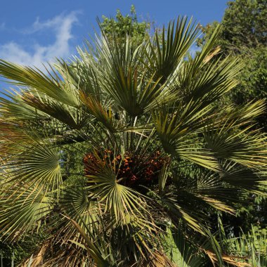 Palmiye ağaçları Sochi, Rusya Federasyonu. Seçilen odak.